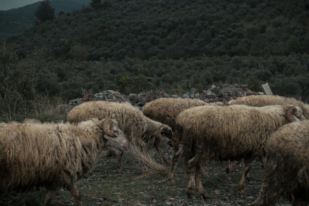 A herd of sheep grazing in a serene mountain landscape, depicting raw nature and farm life.